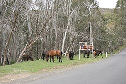 Brumby's (verwilderde paarden) aan de Alpine Way in de Snowy Mountains (Nationaal park Kosciuszko)