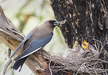 Dusky Woodswallow