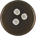 Aspergillus silvaticus growing on MEAOX plate