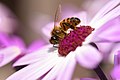Sinerya çiçeğinde bir arı
