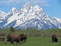 Bisons vor der Teton Range