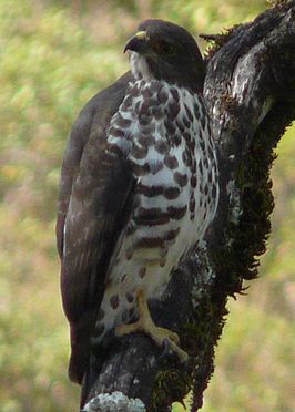 Bergbuizerd