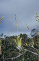 Catopsis berteroniana