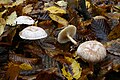 !!!Clitocybe phyllophila sin. Clitocybe cerussata!!!