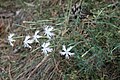 Dianthus plumarius subsp. regis-stephani