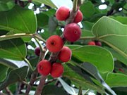 Ripe fruits of Indian banyan. Suhrawardy Udyan, Dhaka