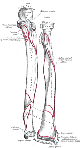 De botten van de linker onderarm van ventraal, met links (mediaal) de ulna en rechts (lateraal) de radius. De processus styloides is zichtbaar aan de ellepijpszijde, linksonder in het plaatje.