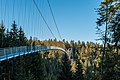 Wildline im Nordschwarzwald