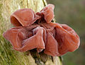 Auricularia auricula-judae, das Judasohr.