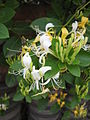 金銀花 (Lonicera japonica)