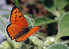 Lycaena asabinus