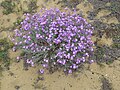 Dünenblume, Coto de Donana