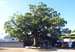 Alter Kampferbaum