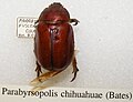 Parabyrsopolis chihuahuae