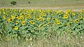 Sunflowers in Grahovo, Bosnia and Herzegovina.