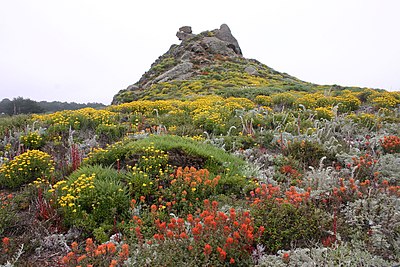 Point Lobos