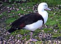 Radjah Shelduck