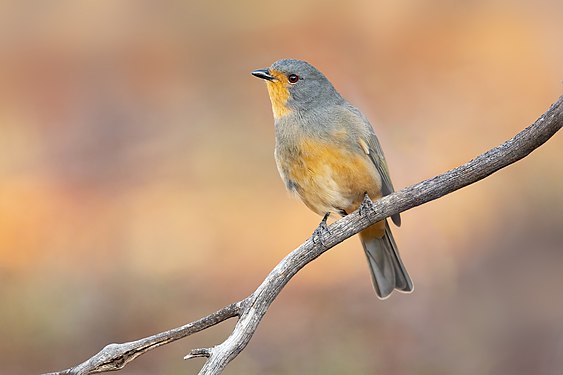 Red-lored whistler by JJ Harrison