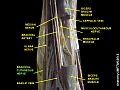 Brachial cutaneous nerve