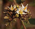 Pokastrauch (Solanum torvum)