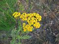 inflorescense, Photo by Kristian Peters