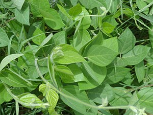 ఉలవ మొక్క. ఉలవలు (లాటిన్ Macrotyloma uniflorum) నవధాన్యాలలో ఒకటి. ఉలవల్లో ప్రోటీన్ ఎక్కువ. పెరిగే పిల్లలకు మంచి టానిక్. ఉలవల్లో ఐరన్, మాలిబ్డినం వంటి ఖనిజ సంబంధ పదార్థాలూ ఎక్కువే.