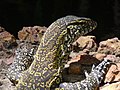 Nilwaran Nile monitor