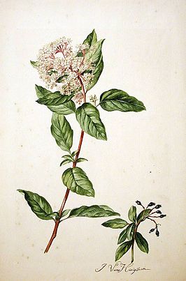 Viburnum tinus