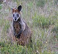 Sumpfwallaby