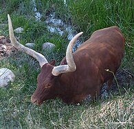 Watusi cattle