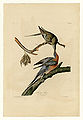 62. Passenger Pigeon