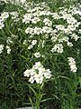 Kenyérbélcickafark (Achillea ptarmica)