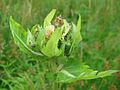 inflorescence