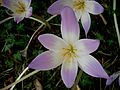 Colchicum speciosum inside of the flower