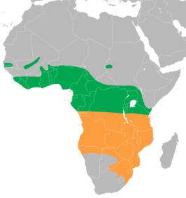 Afrikaanse kwartelkoning