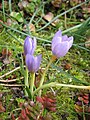 Crocus longiflorus