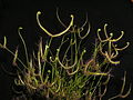 Drosera binata since 19.12.2012