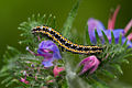 Ethmia bipunctella