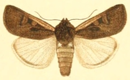 Euxoa hastifera