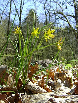 Fiókás tyúktaréj (Gagea spathacea)