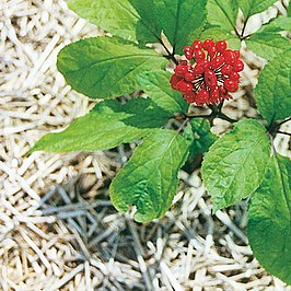 Panax ginseng