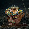 Glossodoris cincta at Wakatobi National Park Indonesia, 2015