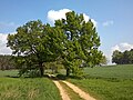 April 2023 Landschaft bei Groß Saubernitz am Grenzstein Nr. 65 der historischen Landesgrenze Königreich Sachsen / Königreich Preußen (1815)