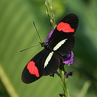 H. e. petiverana Costa Rica