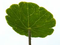 Onder aan het blad vastgehechte bladsteel bij waternavel.