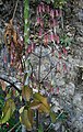 Kalanchoe pinnata