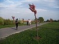 Kirschenhain bei der Jedleseer Brücke