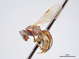 Lasioglossum rufibase