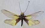 Libelloides coccajus – Specimen