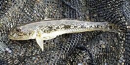 Acanthogobius